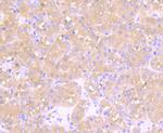 PFKM Antibody in Immunohistochemistry (Paraffin) (IHC (P))