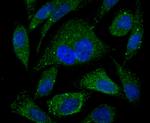 PSME1 Antibody in Immunocytochemistry (ICC/IF)