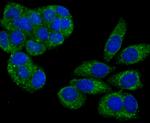 PSME1 Antibody in Immunocytochemistry (ICC/IF)