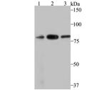 VPS35 Antibody in Western Blot (WB)