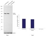 VPS35 Antibody in Western Blot (WB)