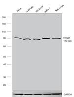 VPS35 Antibody in Western Blot (WB)