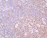 SFPQ Antibody in Immunohistochemistry (Paraffin) (IHC (P))