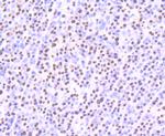 SFPQ Antibody in Immunohistochemistry (Paraffin) (IHC (P))