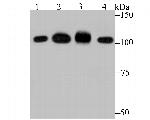 SFPQ Antibody in Western Blot (WB)