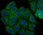 SEPT2 Antibody in Immunocytochemistry (ICC/IF)