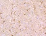 SEPT2 Antibody in Immunohistochemistry (Paraffin) (IHC (P))