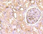 SEPT2 Antibody in Immunohistochemistry (Paraffin) (IHC (P))