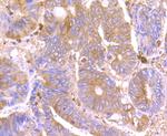 SEPT2 Antibody in Immunohistochemistry (Paraffin) (IHC (P))