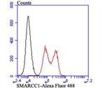 SMARCC1 Antibody in Flow Cytometry (Flow)