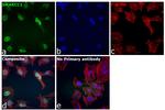 SMARCC1 Antibody in Immunocytochemistry (ICC/IF)