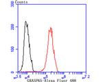 GRASP65 Antibody in Flow Cytometry (Flow)