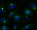 GRASP65 Antibody in Immunocytochemistry (ICC/IF)