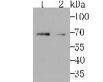 GRASP65 Antibody in Western Blot (WB)