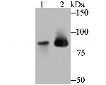 MCM5 Antibody in Western Blot (WB)