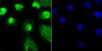 OGT Antibody in Immunocytochemistry (ICC/IF)