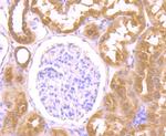 OGT Antibody in Immunohistochemistry (Paraffin) (IHC (P))