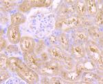 VPS26A Antibody in Immunohistochemistry (Paraffin) (IHC (P))