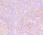 VPS26A Antibody in Immunohistochemistry (Paraffin) (IHC (P))