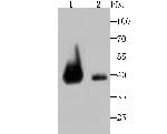 VPS26A Antibody in Western Blot (WB)