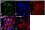 VPS26A Antibody in Immunocytochemistry (ICC/IF)