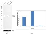 VPS26A Antibody