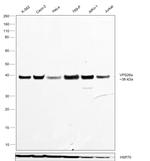 VPS26A Antibody in Western Blot (WB)