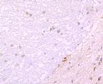 JAB1 Antibody in Immunohistochemistry (Paraffin) (IHC (P))