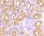 JAB1 Antibody in Immunohistochemistry (Paraffin) (IHC (P))