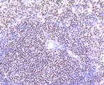 IKAROS Antibody in Immunohistochemistry (Paraffin) (IHC (P))