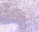 IKAROS Antibody in Immunohistochemistry (Paraffin) (IHC (P))