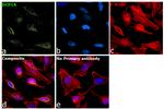 DCP1A Antibody in Immunocytochemistry (ICC/IF)