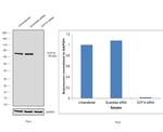 DCP1A Antibody in Western Blot (WB)