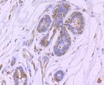 HIF-2 alpha Antibody in Immunohistochemistry (Paraffin) (IHC (P))