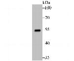 p53 Antibody in Western Blot (WB)