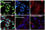 p53 Antibody in Immunocytochemistry (ICC/IF)