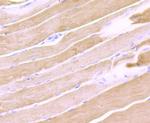 Calsequestrin Antibody in Immunohistochemistry (Paraffin) (IHC (P))