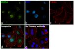 KDM5A Antibody in Immunocytochemistry (ICC/IF)