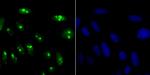 KDM5A Antibody in Immunocytochemistry (ICC/IF)