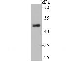 PDK2 Antibody in Western Blot (WB)