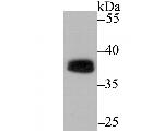 PU.1 Antibody in Western Blot (WB)