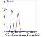 Creatine Kinase MB Antibody in Flow Cytometry (Flow)