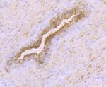 Creatine Kinase MB Antibody in Immunohistochemistry (Paraffin) (IHC (P))