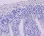 USP7 Antibody in Immunohistochemistry (Paraffin) (IHC (P))