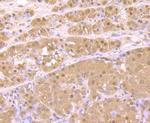 PSMA1 Antibody in Immunohistochemistry (Paraffin) (IHC (P))