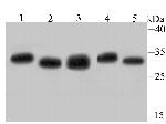 PSMA1 Antibody in Western Blot (WB)