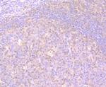 GSS Antibody in Immunohistochemistry (Paraffin) (IHC (P))