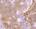 GSS Antibody in Immunohistochemistry (Paraffin) (IHC (P))