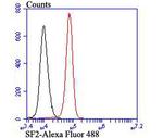 SRSF1 Antibody in Flow Cytometry (Flow)