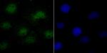 SRSF1 Antibody in Immunocytochemistry (ICC/IF)